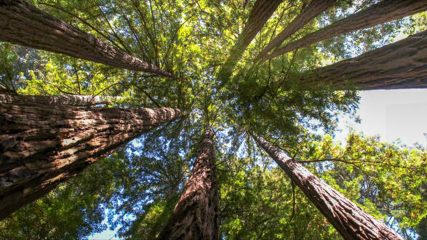 How Our Tree Care Process Works  in  Loch Sheldrake, NY